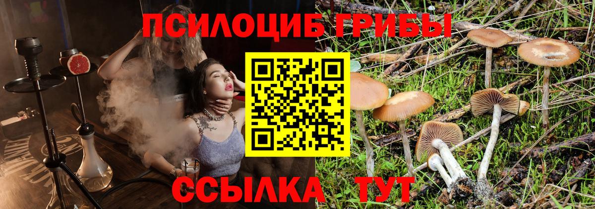 Псилоцибиновые грибы Psilocybe Воскресенск